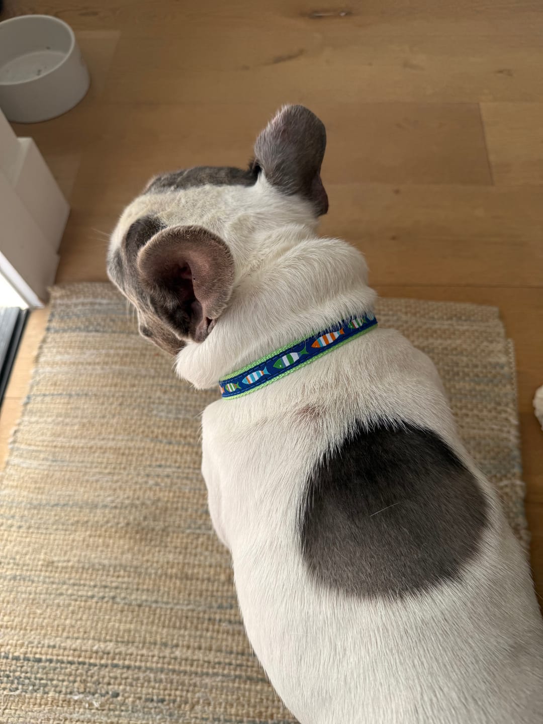 Customer photo review of Collar | Funky Fish