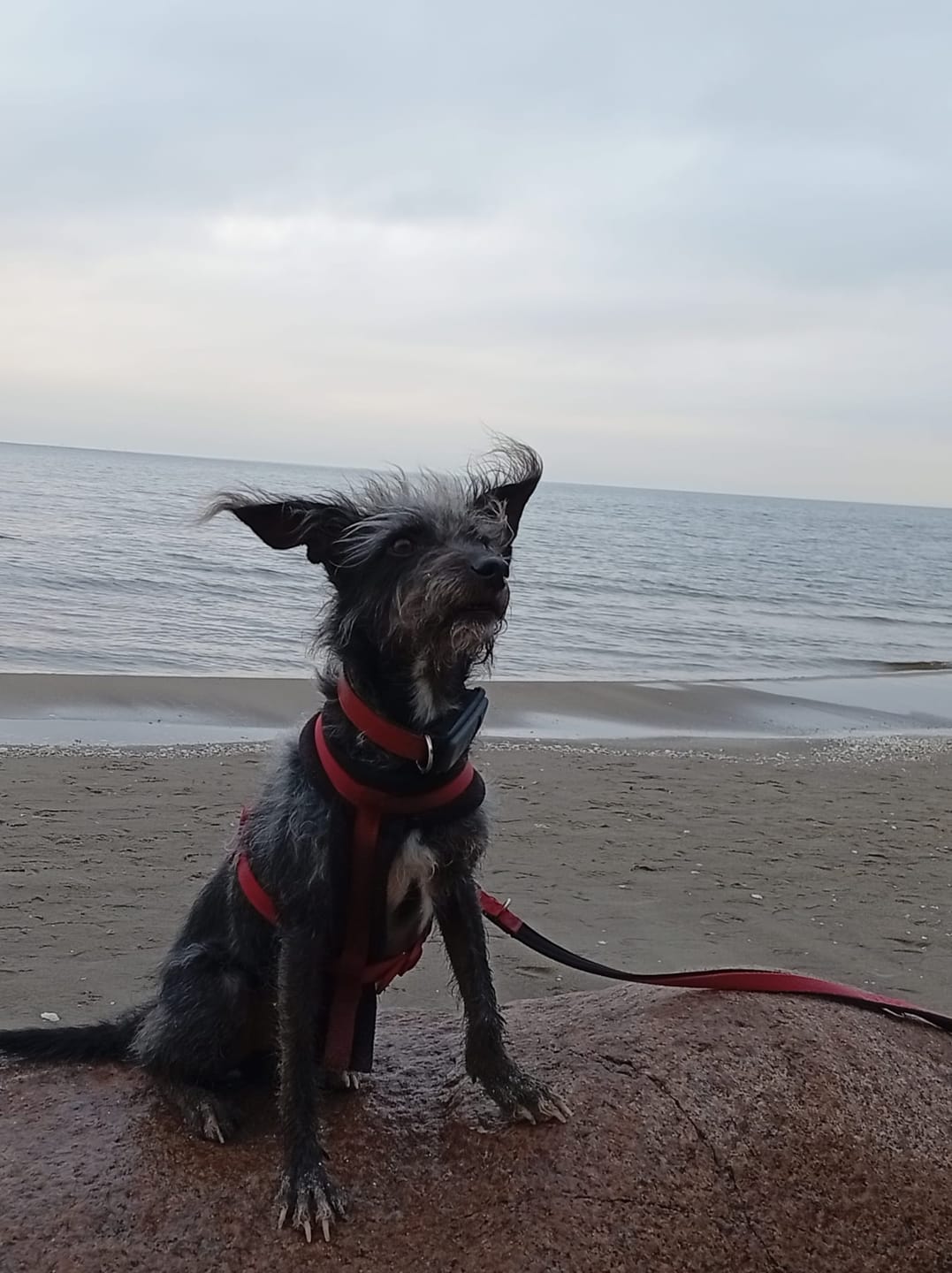 Customer photo review of Wurmtest Pro Hund Sparpaket