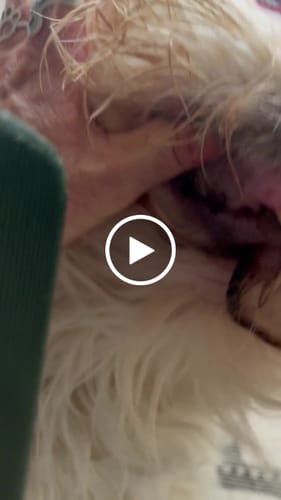 Avaliação com vídeo de um cliente sobre Kimidryl Aqua 250ml - Higiene Oral para Cães e Gatos | Combate Mau Hálito