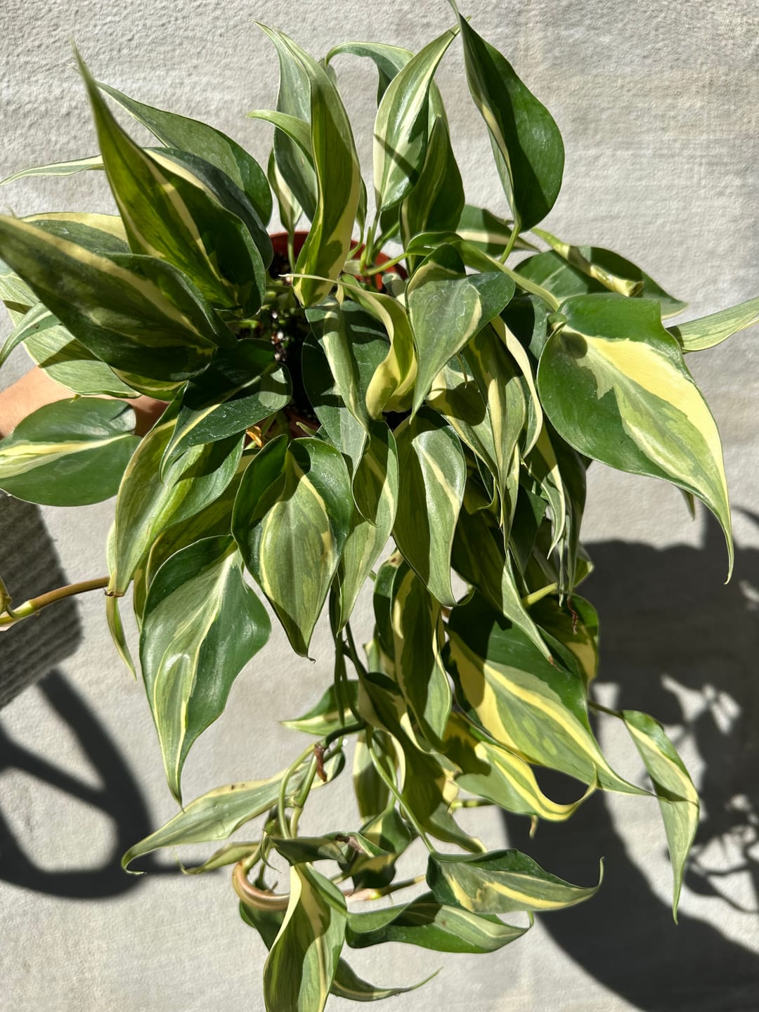 Customer photo review of Philodendron hederaceum 'Rio' - 4"