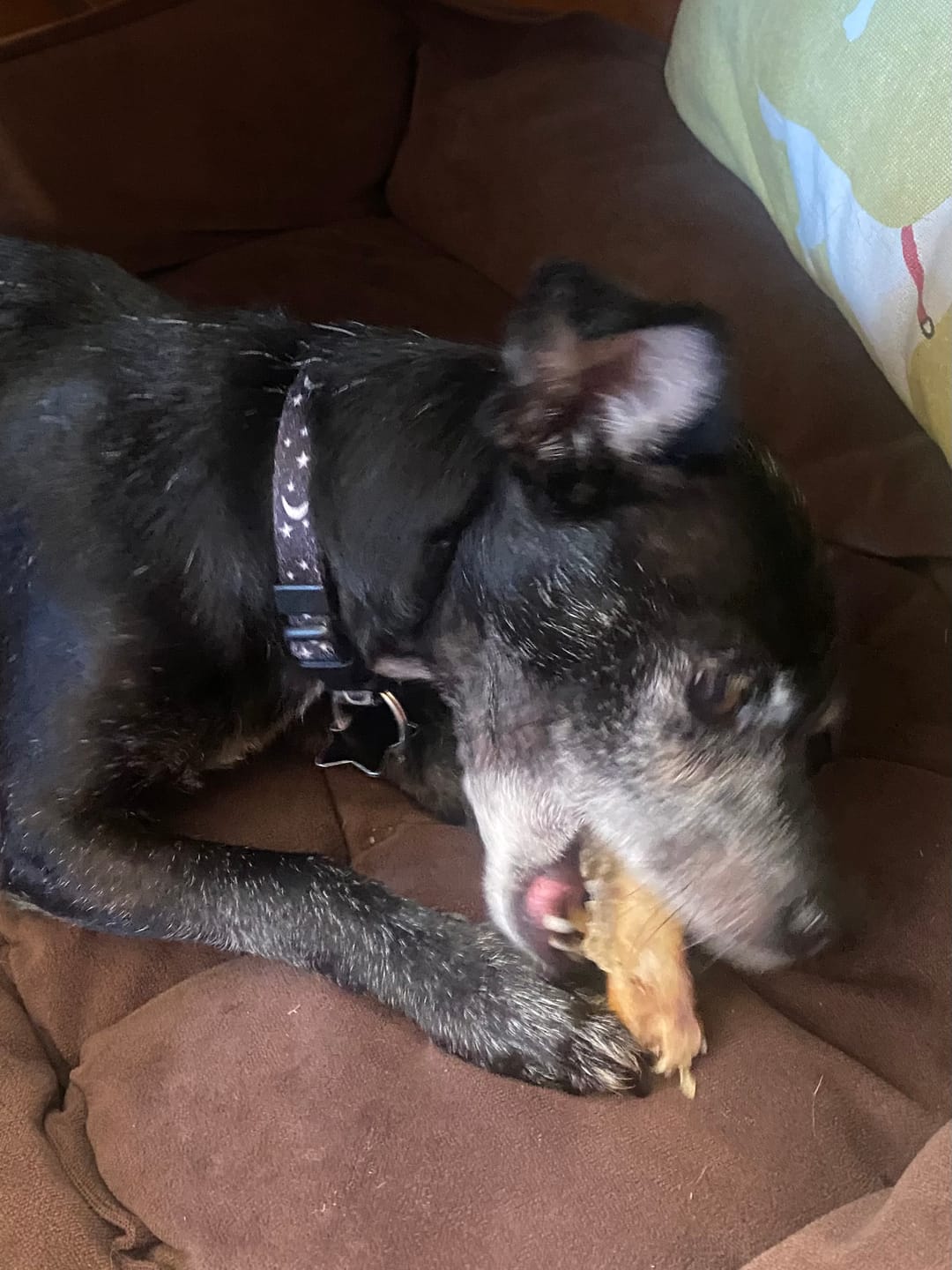 Customer photo review of Ostrich Rib Chew (8" x 3.5"): The Long-Lasting, Flavorful Chew for Small and Medium Dogs - 2 Pieces
