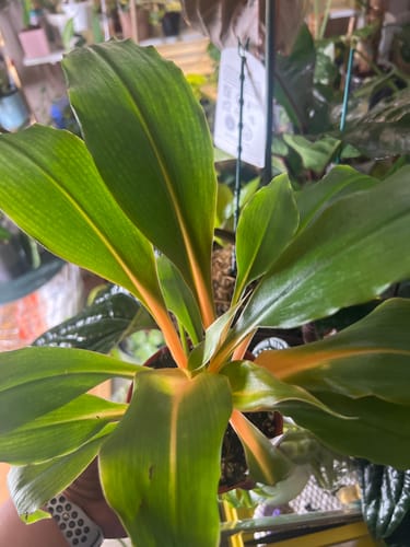 Customer's Chlorophytum 'Fire Flash' plant showing its vibrant orange stems and healthy green leaves.
