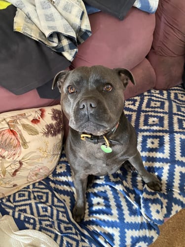 Customer photo review of FluffGuard - 12 Months Bug Free Collar