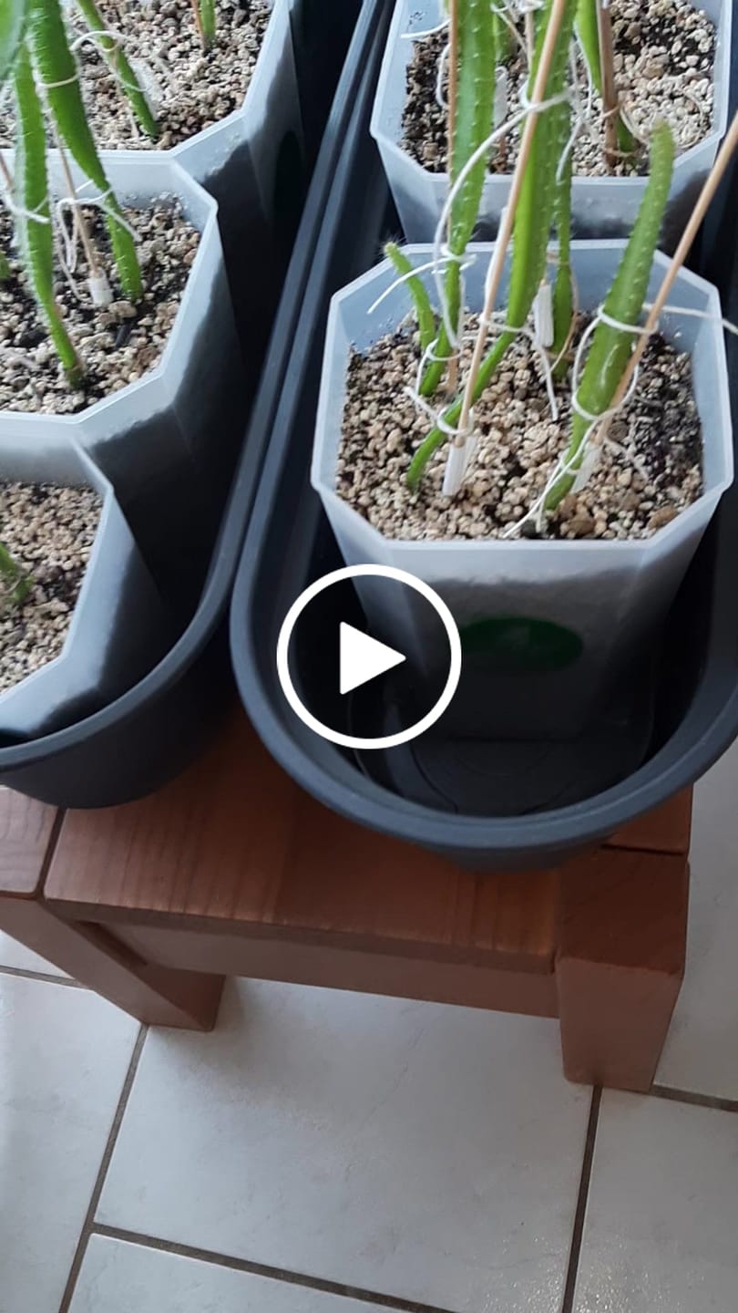 Customer video review of Square Clear Plant Pots