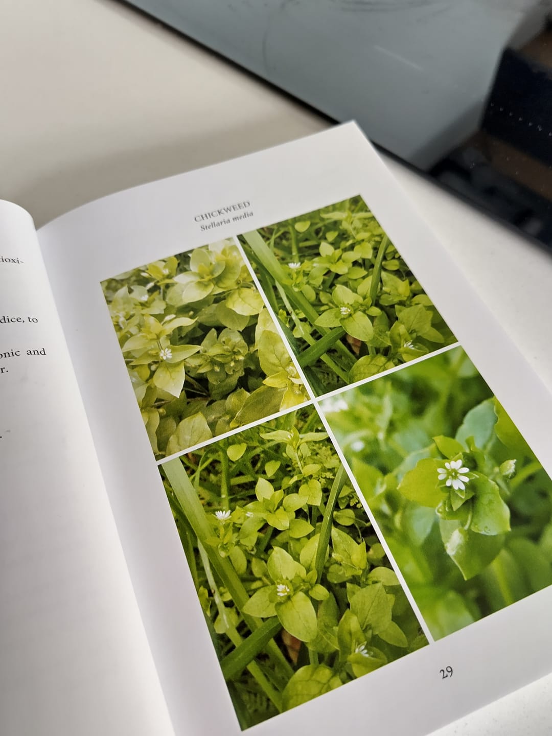 Customer photo review of Edible and Medicinal Wild Plants of Britain and Ireland