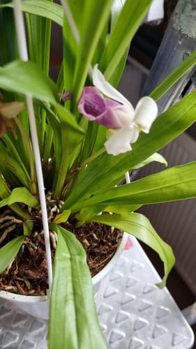 Ein Kunde zeigt seine Cochleanthes-Pflanze mit einer neuen, lila-weißen Blüte in einem Ampeltopf.