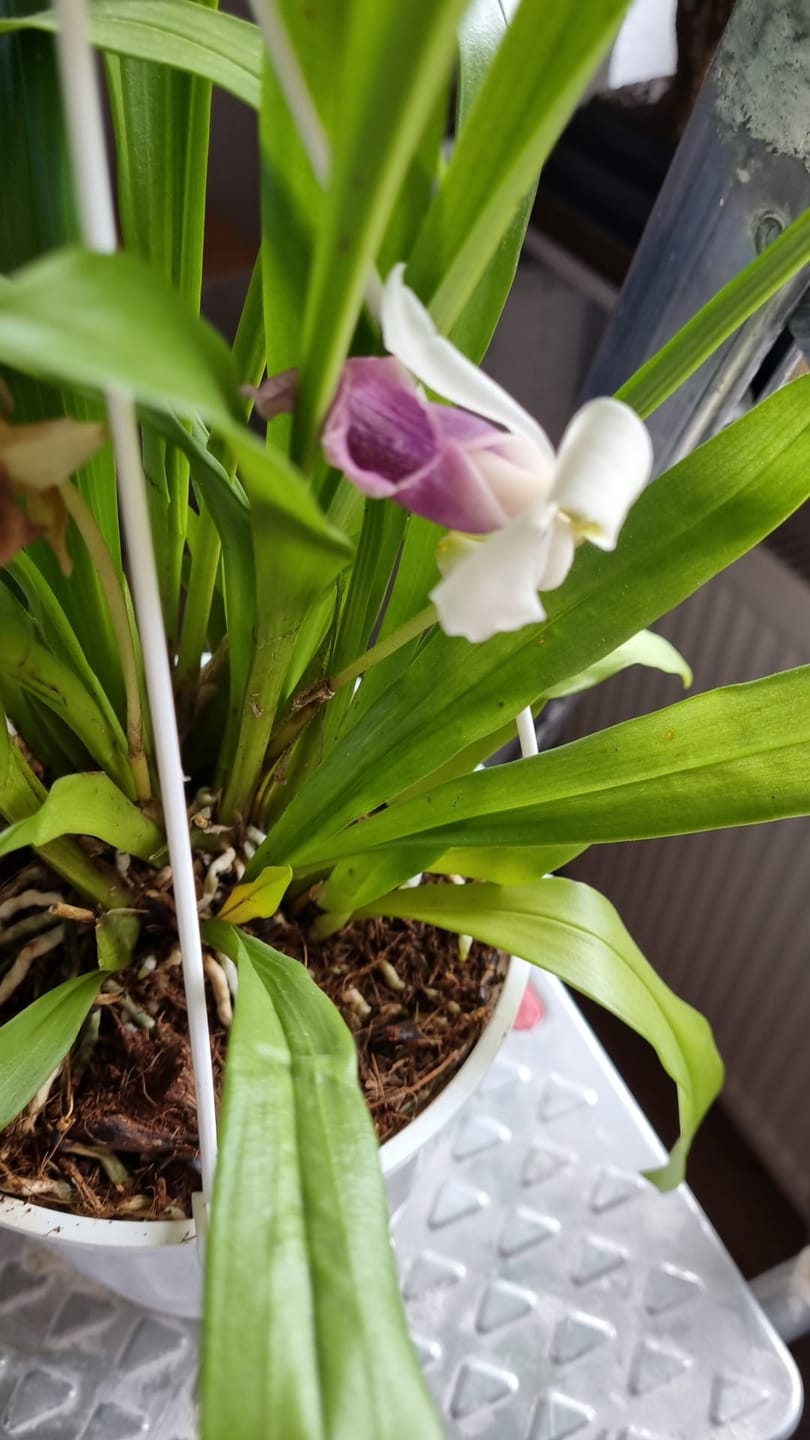 Customer photo review of Cochleanthes im Ampeltopf in versch. Farben