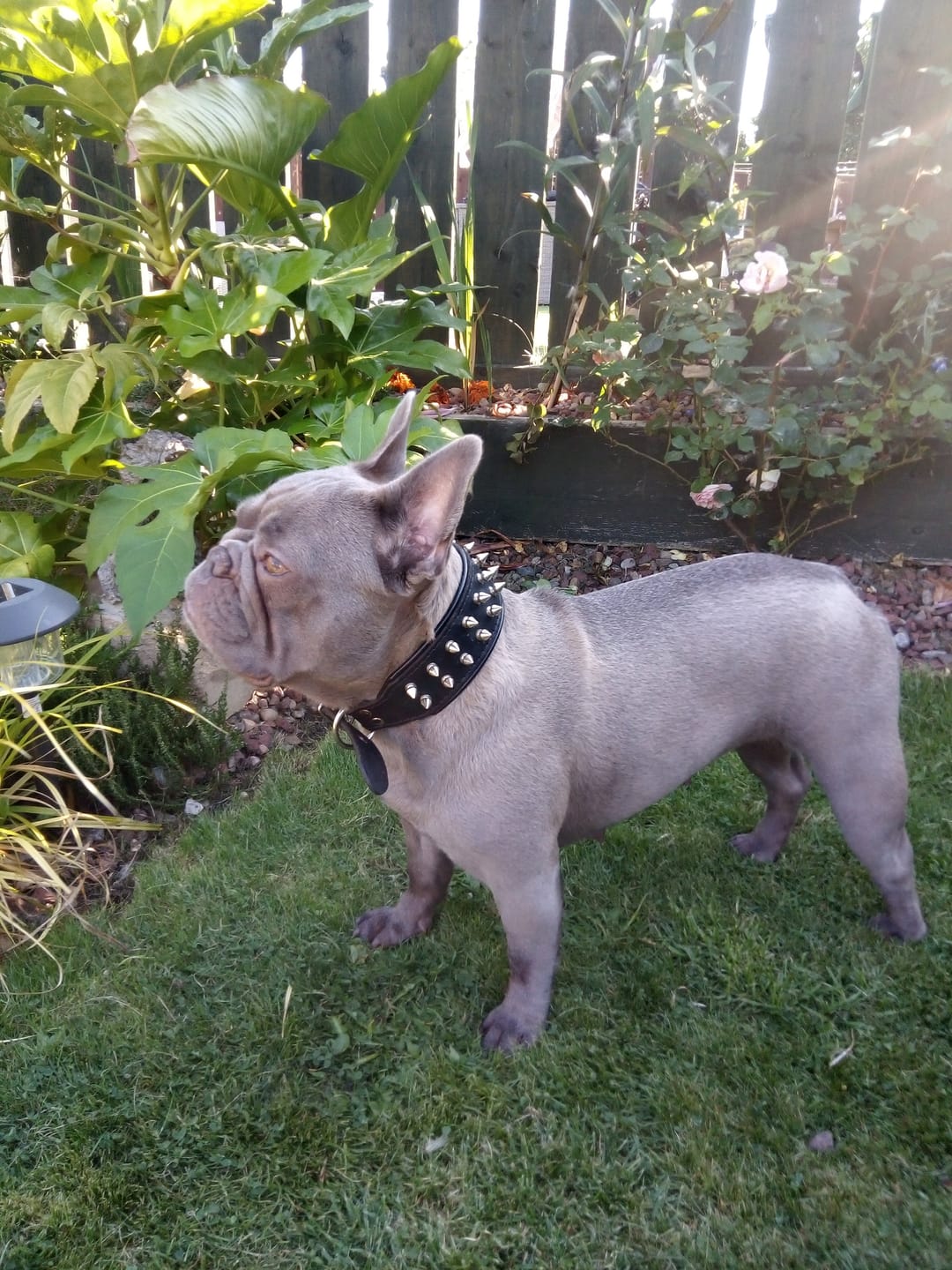 Customer photo review of Dog Spray