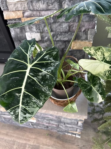 Customer's healthy Alocasia plant with large, vibrant leaves in a pot after using Soil Refresh.