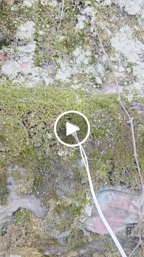 Customer video review of PlantWave