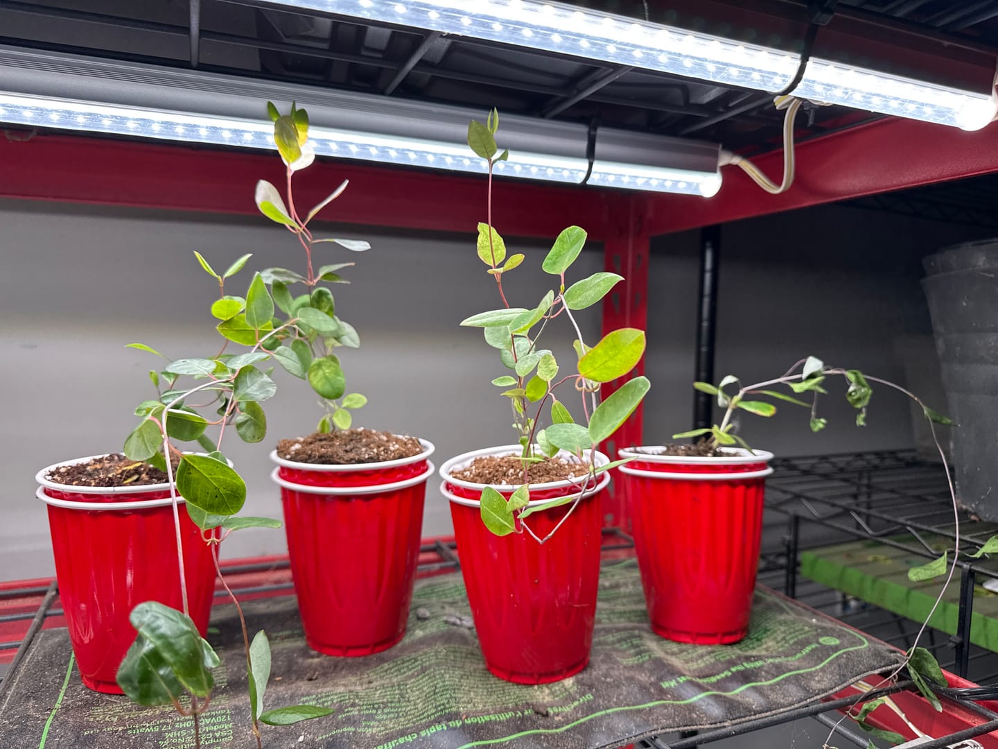 Customer photo review of Coral Honeysuckle 'Honey Coral'