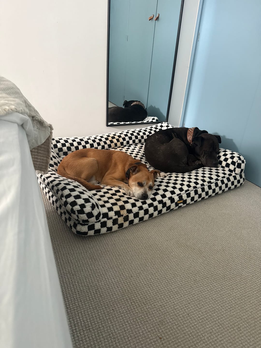 Customer photo review of Orthopedic Dog Bed Pet Mat Calming Checkered Plush Sofa Washable