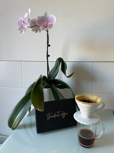 Customer photo review of Mosto & Panela Honey Fermented Pink Bourbon By Linarco Rodriguez - Colombia