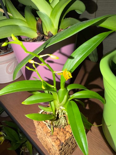 Kunde zeigt die winzige Mini-Duft-Orchidee im Korkquader, die mit kleinen, gelben Blüten zu blühen beginnt.