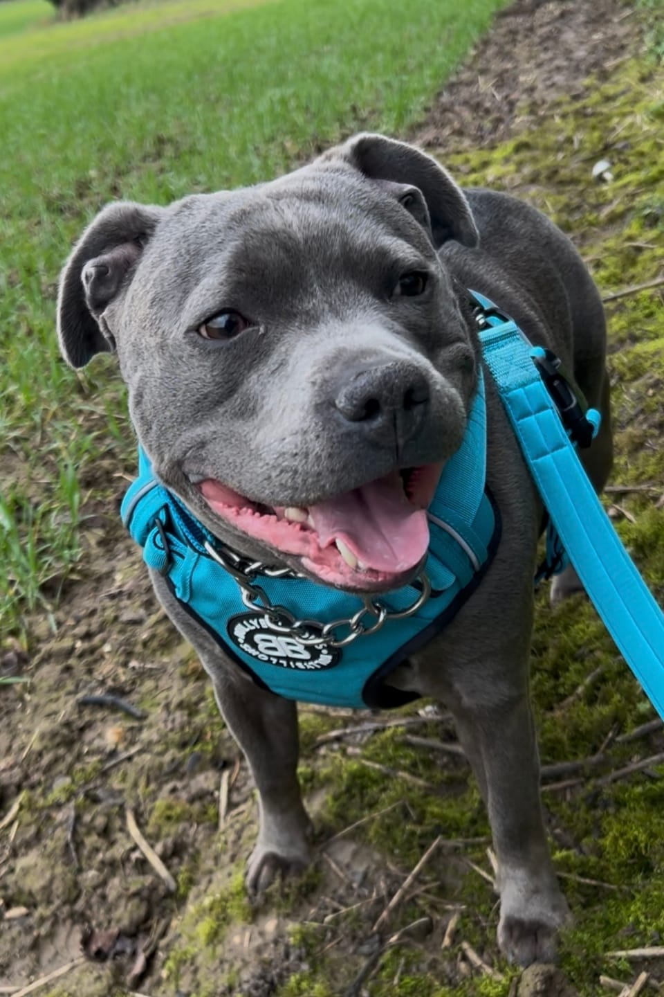 Customer photo review of Comfort Premium Harness | Non Restrictive - Light Blue