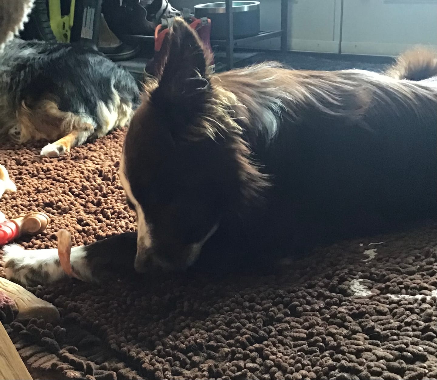 Customer photo review of Large Bully Stick Ring