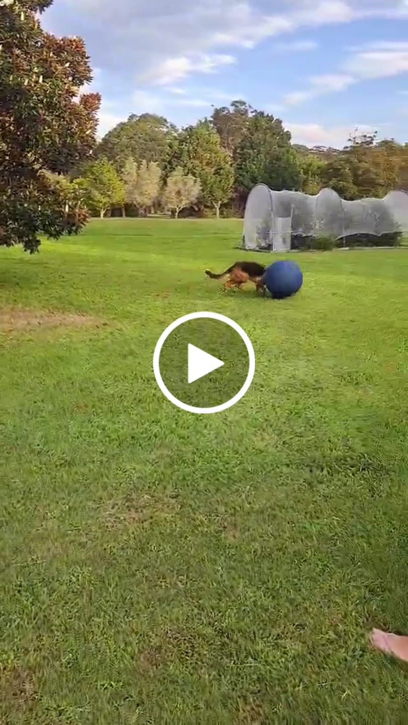 Customer video review of Herding Ball