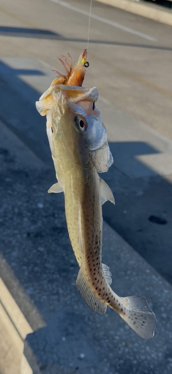 Customer photo review of Pre-Rigged Soft Fishing Lures | BKK Hook | Easy Catch |  Tear-Resistant TPE | Shrimp & Crayfish Swimbaits | Freshwater Saltwater Baits  | For Bass & Trout &Walleye &Pike