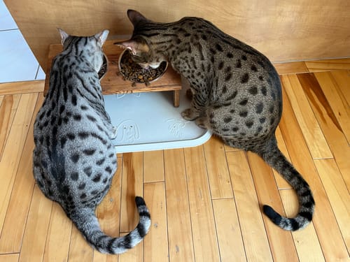 Customer photo review of Rosy & Budd - Croquettes Sans Grains Canard & Hareng pour chat