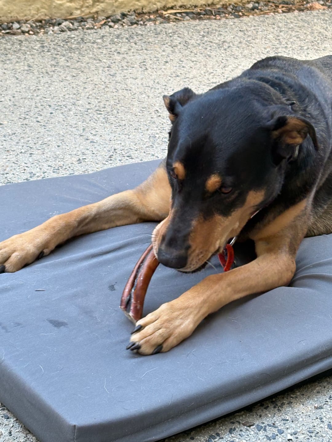Customer photo review of Australian Beef Bully Sticks 8"