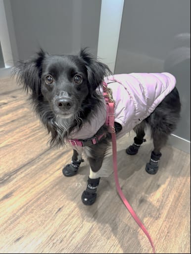 Customer photo review of AIR PUP DOG BOOTS - SET OF 4
