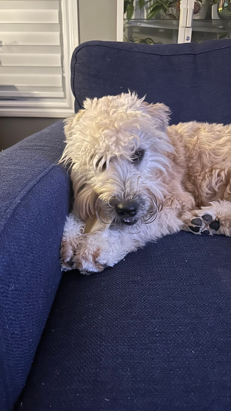 Customer photo review of Himalayan Yak Chew (LARGE)