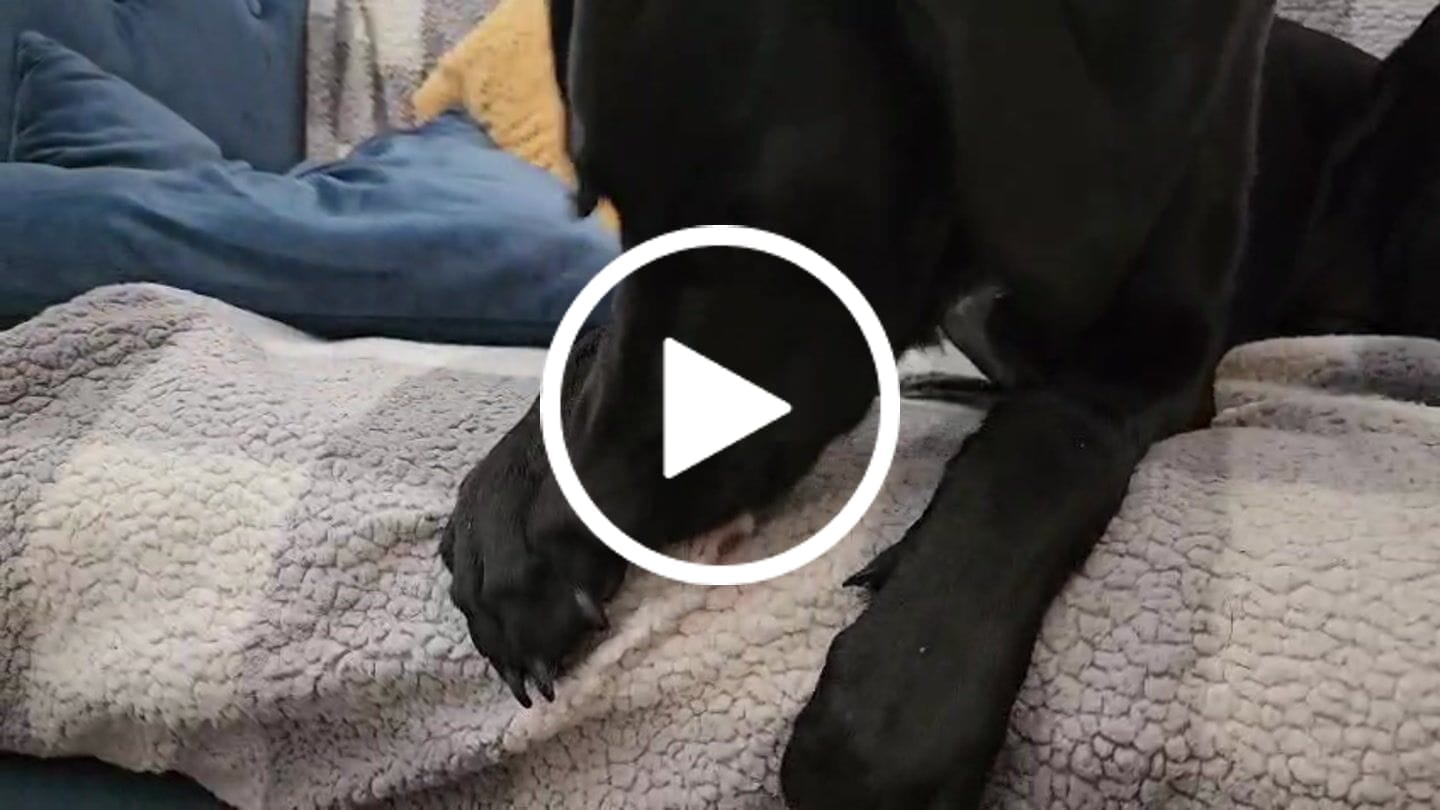 Customer video review of 12 Inch Jumbo Bully Stick