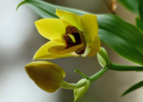 Nahaufnahme der leuchtend gelben Blüte und der Knospe der Propetalum Akka Orchidee eines Kunden.