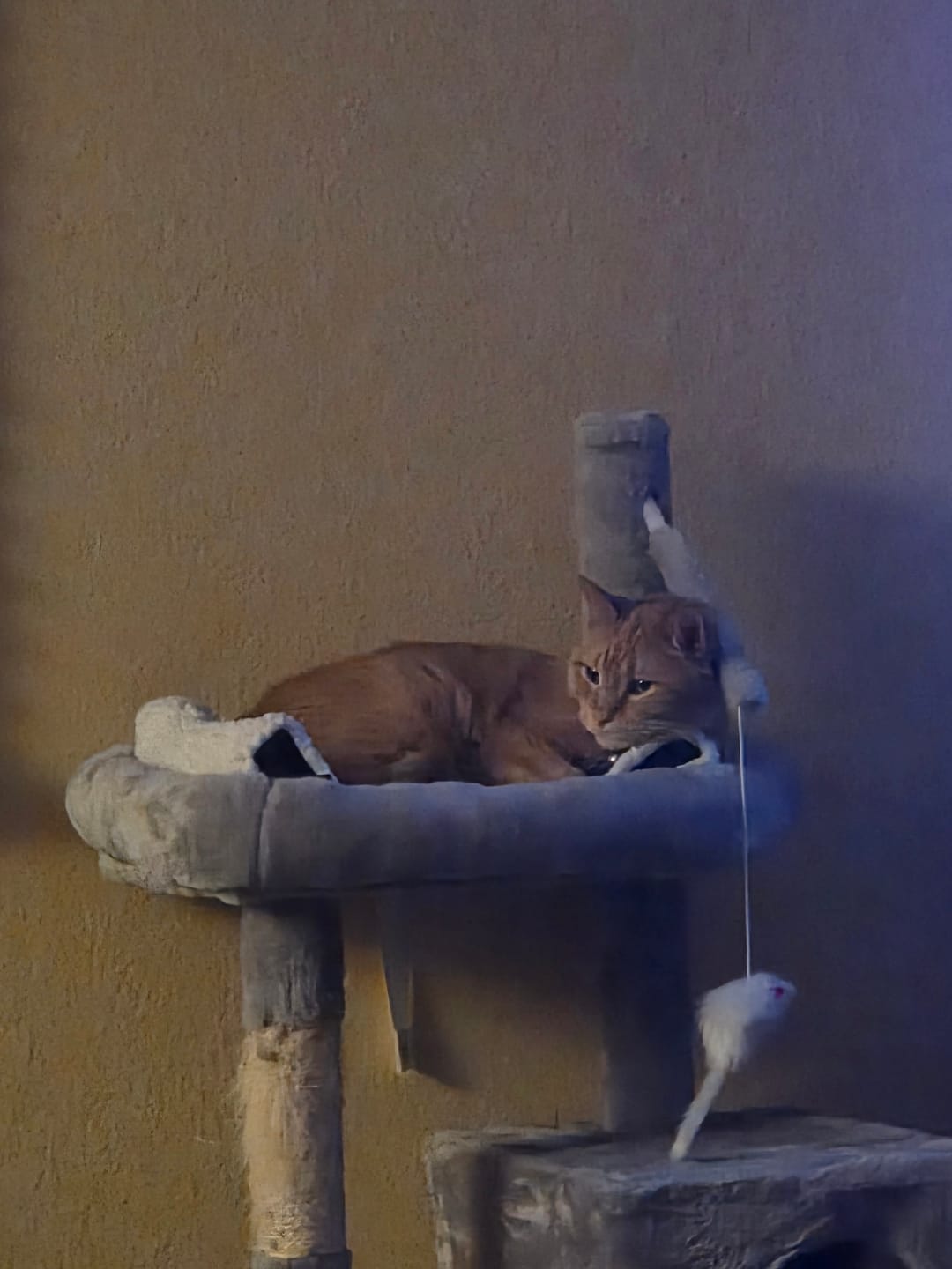 Customer photo review of 1-TDC Oral Health + Mobility Support for Cats