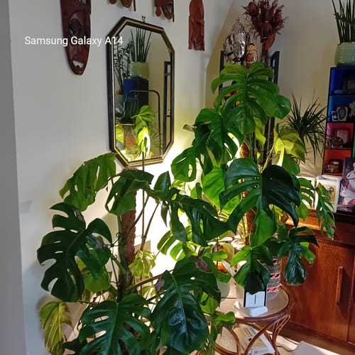 Customer photo review of Pianta 30 Grow Light LED Bulb