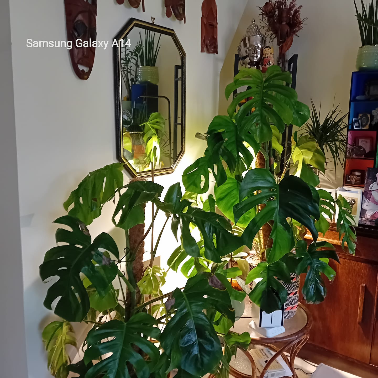 Customer photo review of Pianta 30 Grow Light LED Bulb