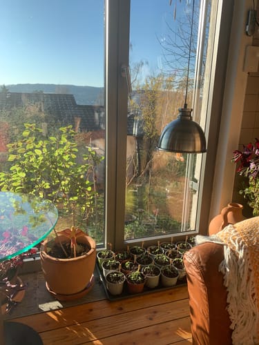 Customer photo review of Pflanzenlampe "FLORABOOSTER 500" mit 6,5 Watt und Zink Vollspektrum LED