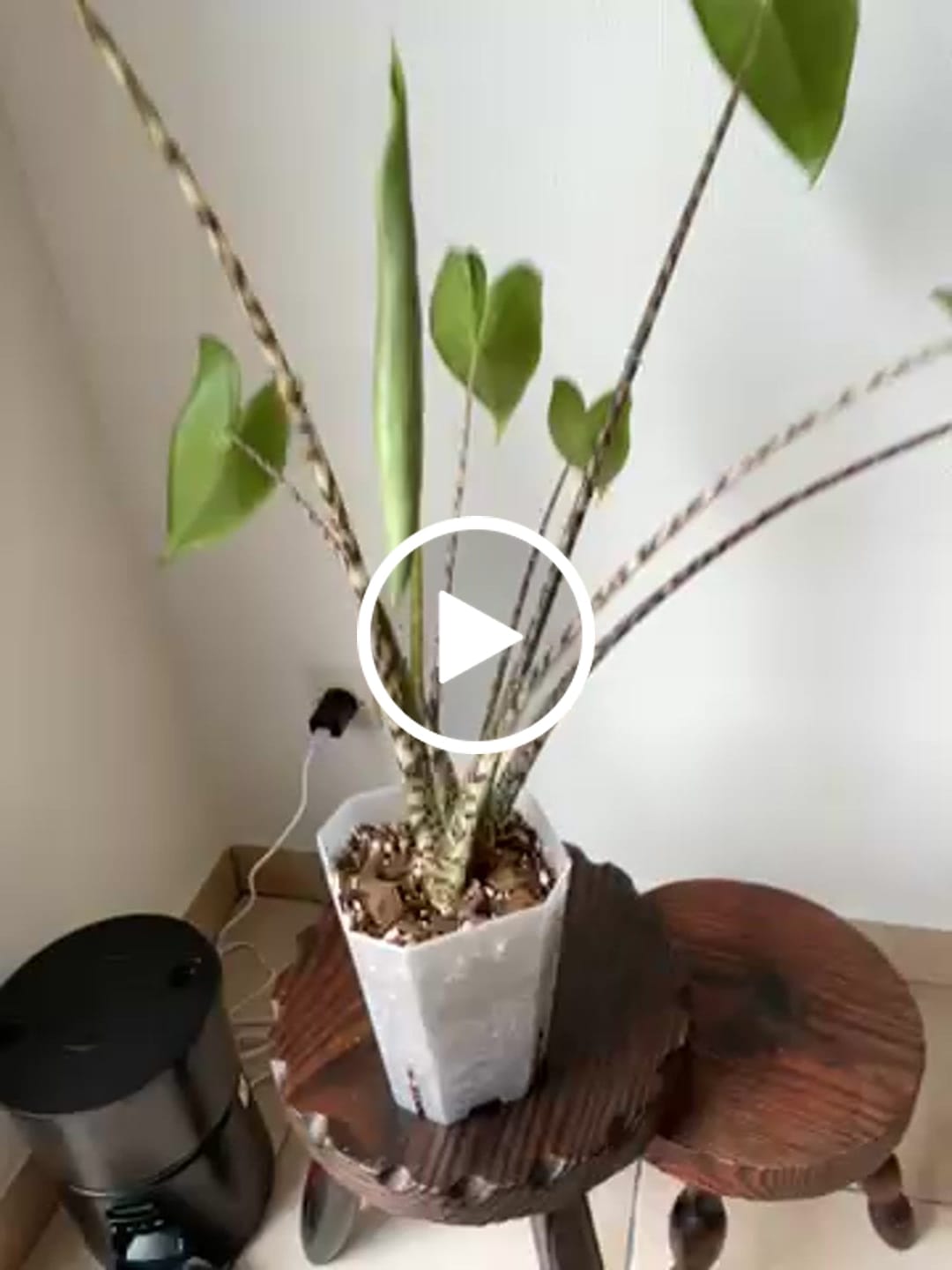 Customer video review of Square Clear Plant Pots
