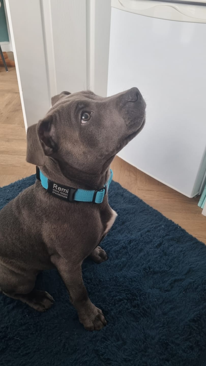 Customer photo review of 2.5cm Combat® Collar | With Handle & Rated Clip - Light Blue
