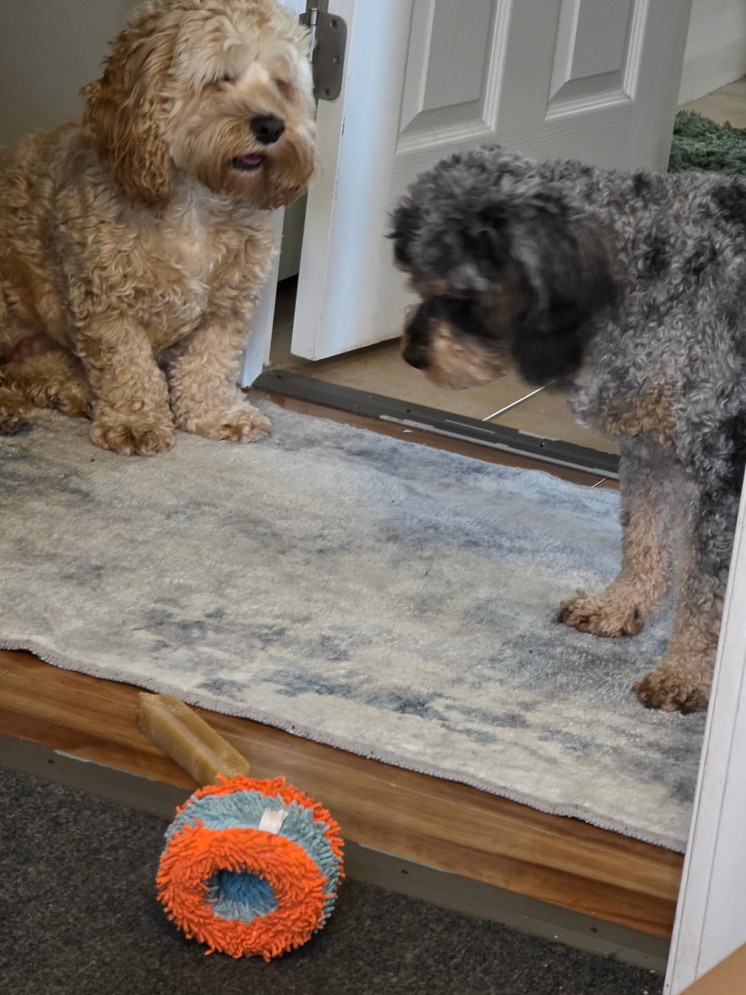 Customer photo review of Himalayan Yak Chew (EXTRA LARGE)
