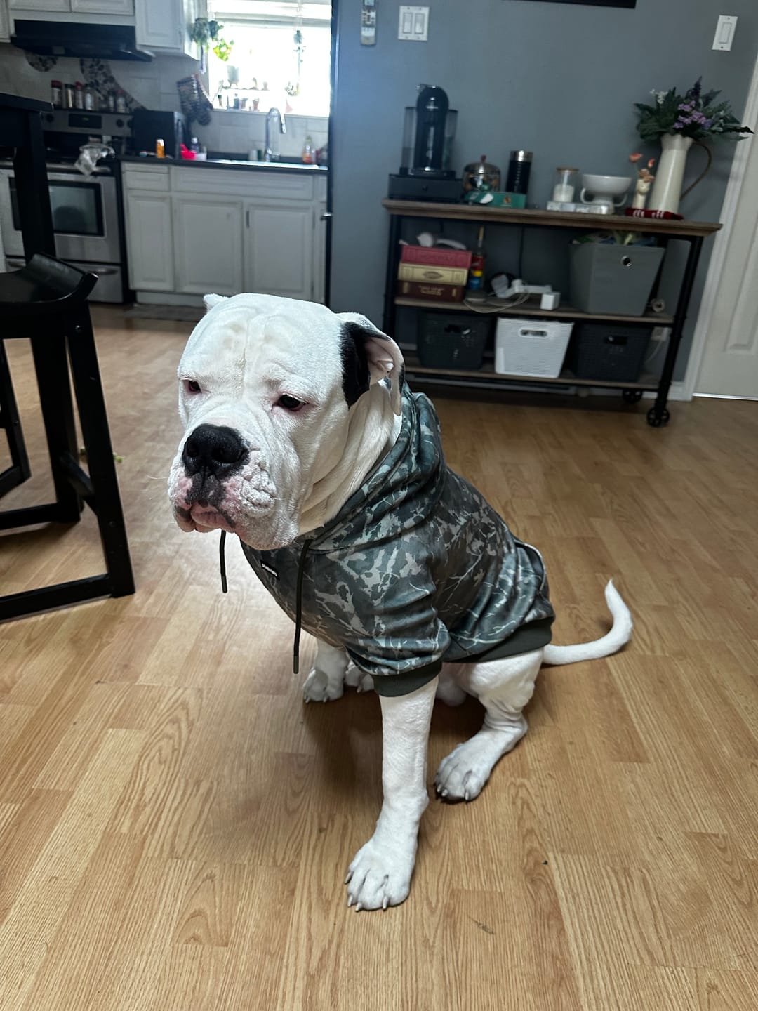 Customer photo review of Camo Dog Hoodies