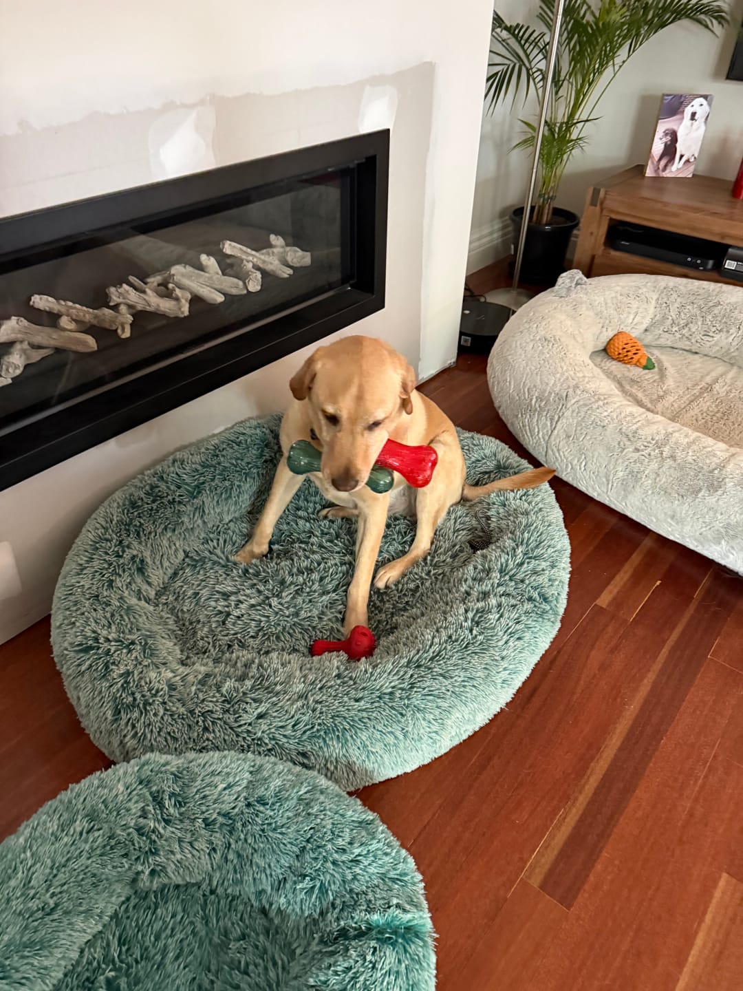 Customer photo review of Calming Pet Bed with Removable Cover
