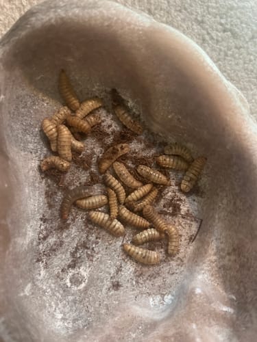 Customer photo review of GrubTerra Fresh Black Soldier Fly Larvae for Reptiles