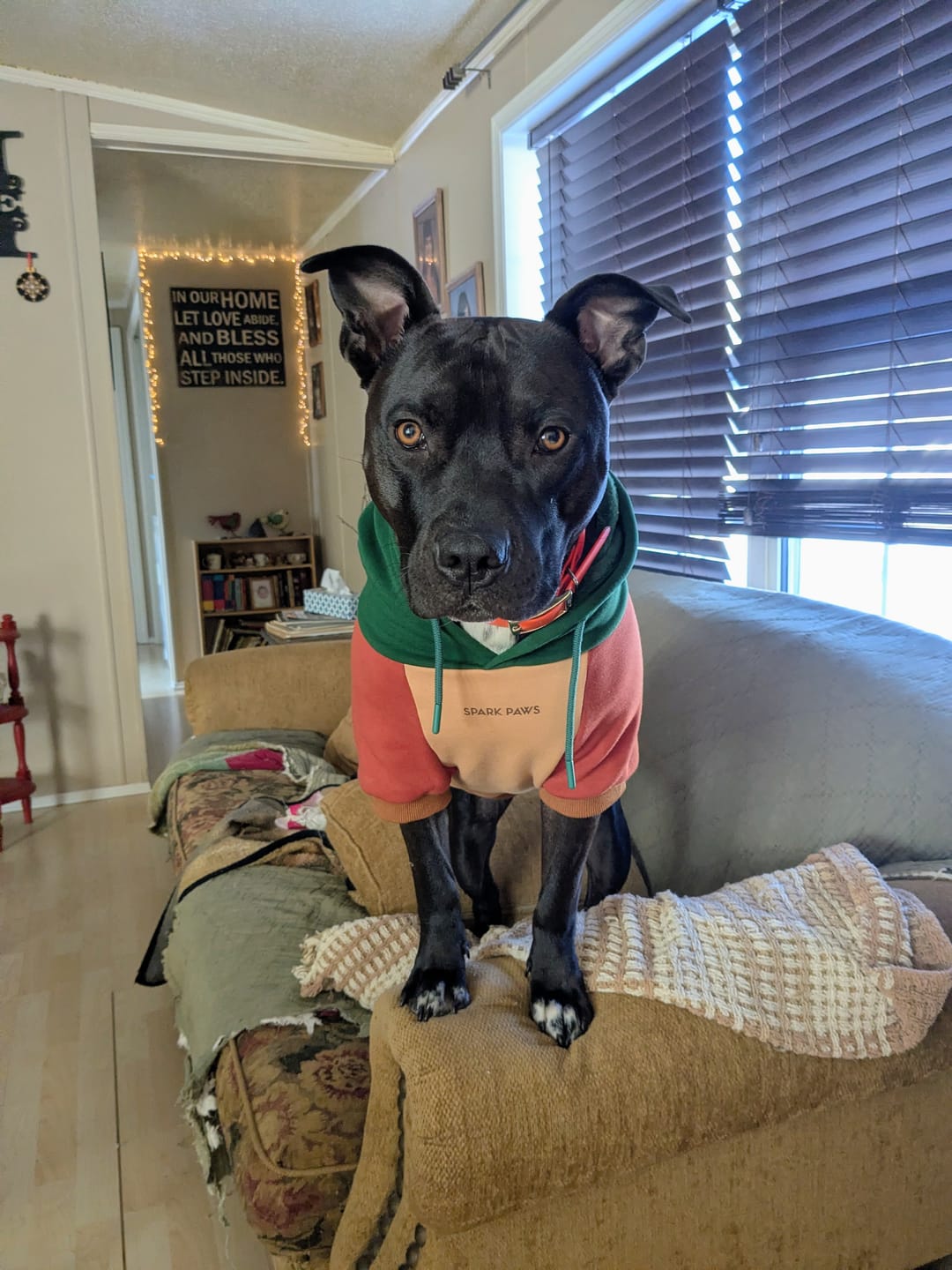 Customer photo review of Ranger Dog Hoodie