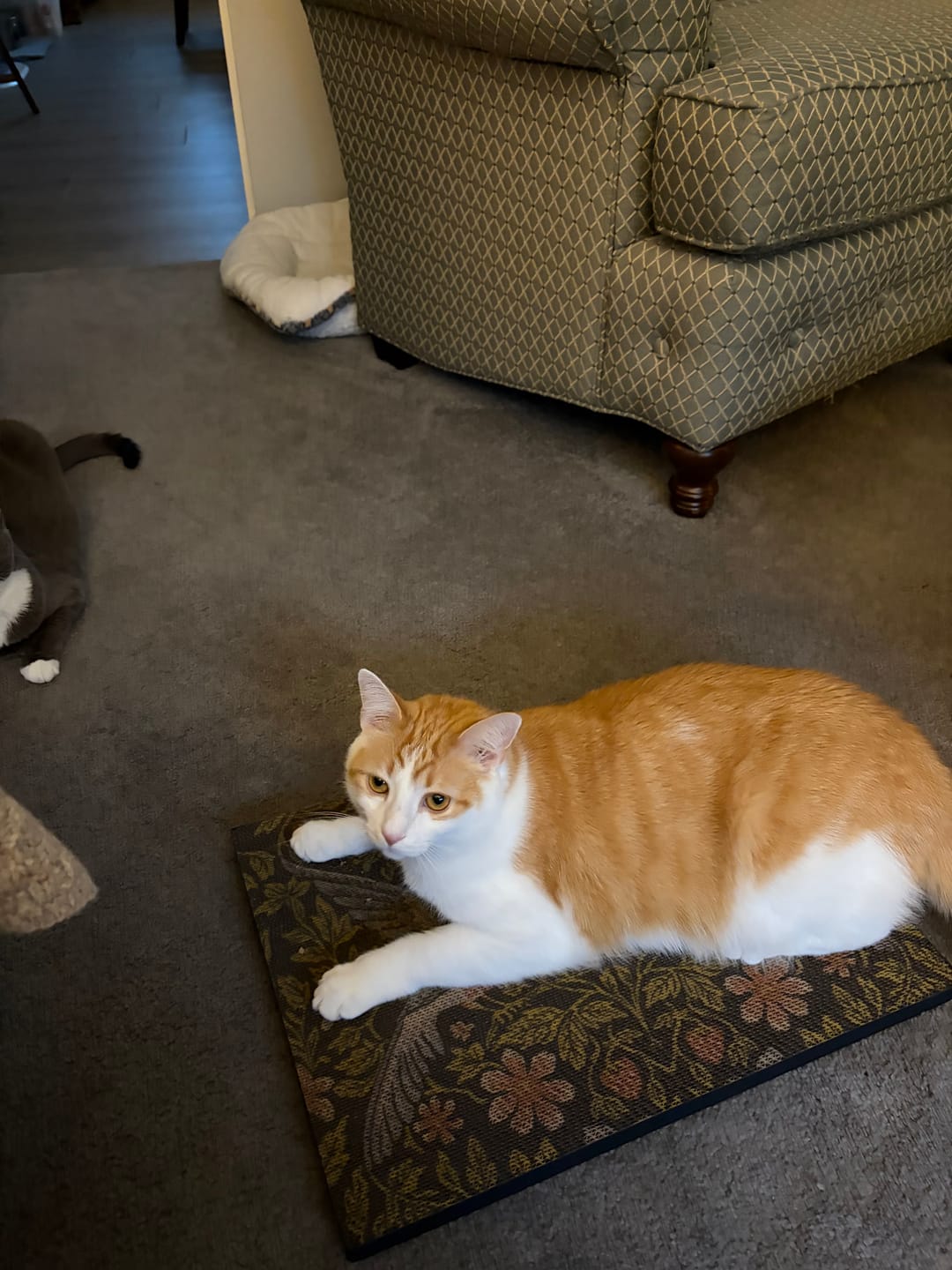 Customer photo review of Strawberry Vine - Luxury Cat Scratching Board