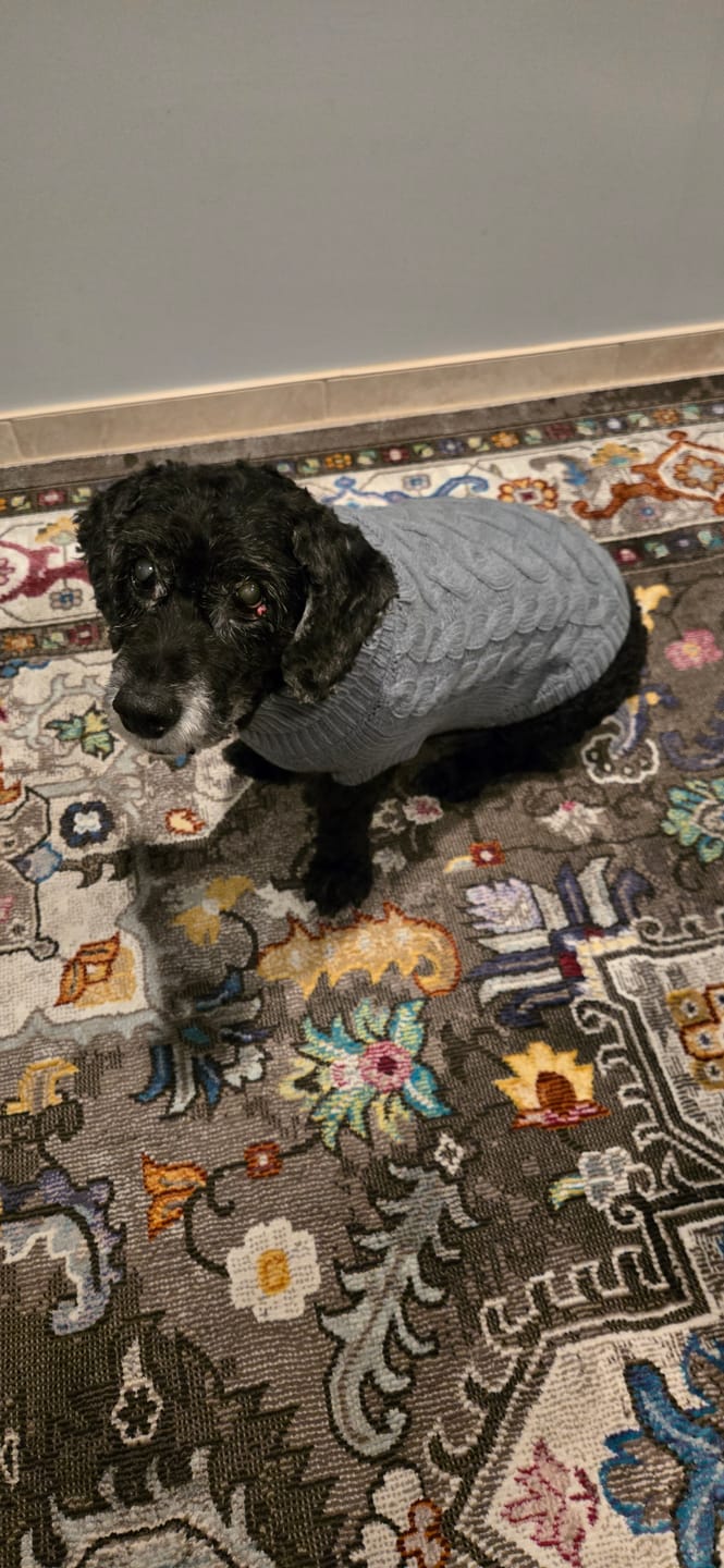 Customer photo review of Cable Knit Dog Sweaters