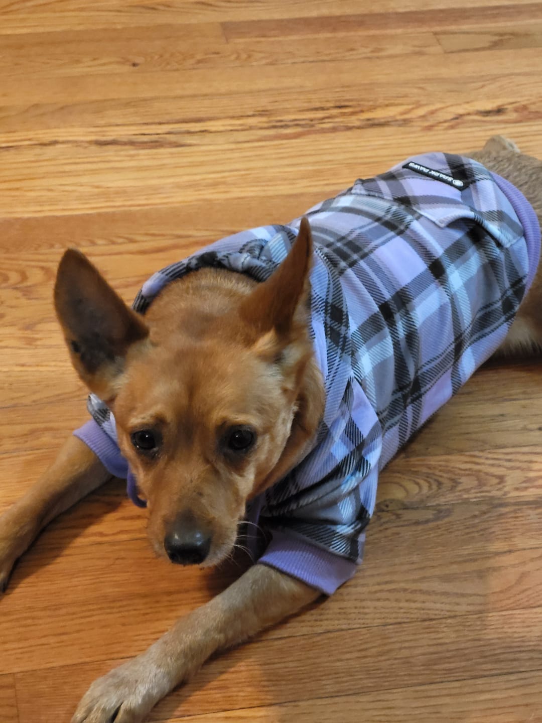 Customer photo review of Purple Plaid Dog Hoodie