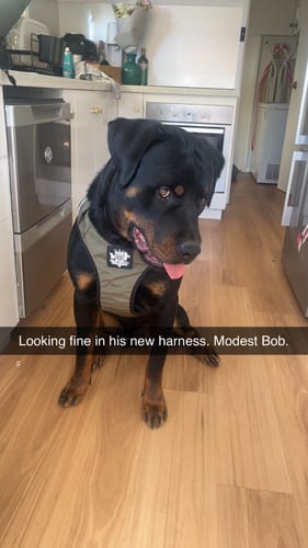 Customer photo review of Dog Harness Active X Black