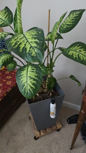 Customer's white bottle of Houseplant Pest Spray hanging on the pot of a large leafy houseplant.