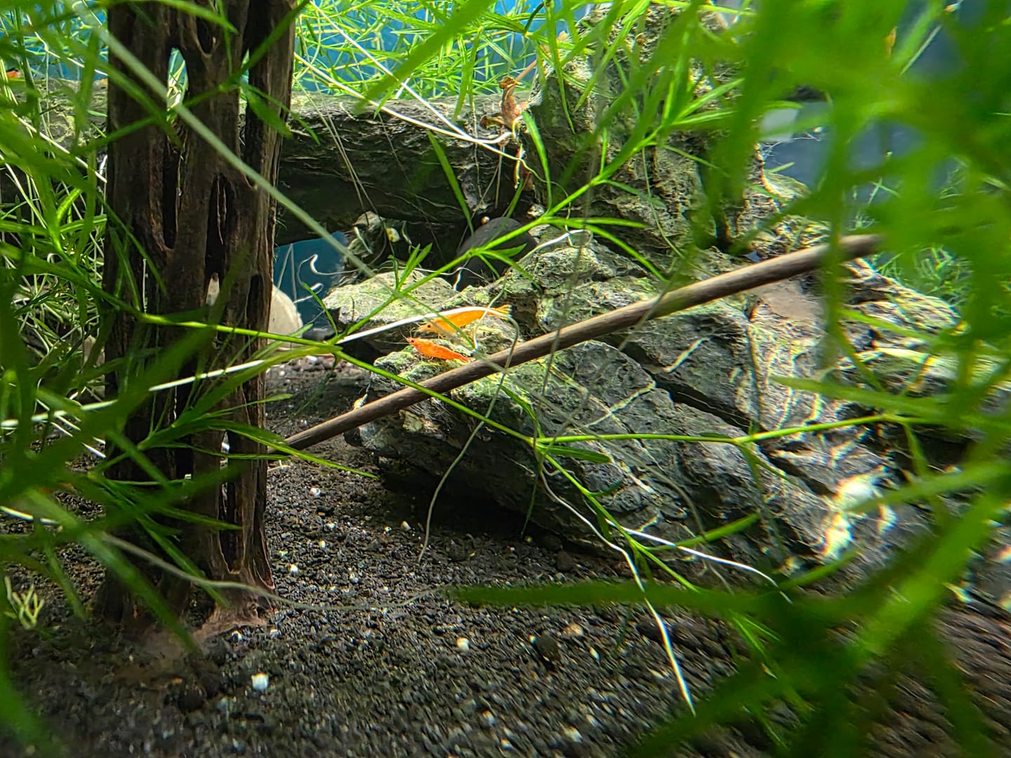 Customer photo review of Orange Sunkist Shrimp