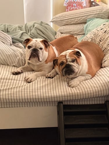 Customer photo review of "Complete Care & Repair Combo" Canine Allergies &  Skin issues