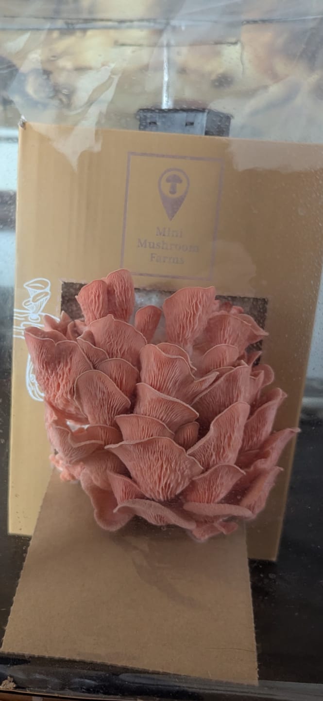 Customer photo review of Mushroom Grow Kits