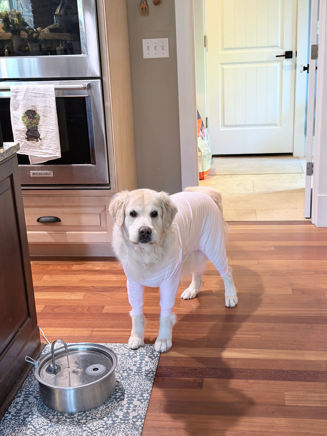 Customer photo review of Dog Pajama - Pink Stripes
