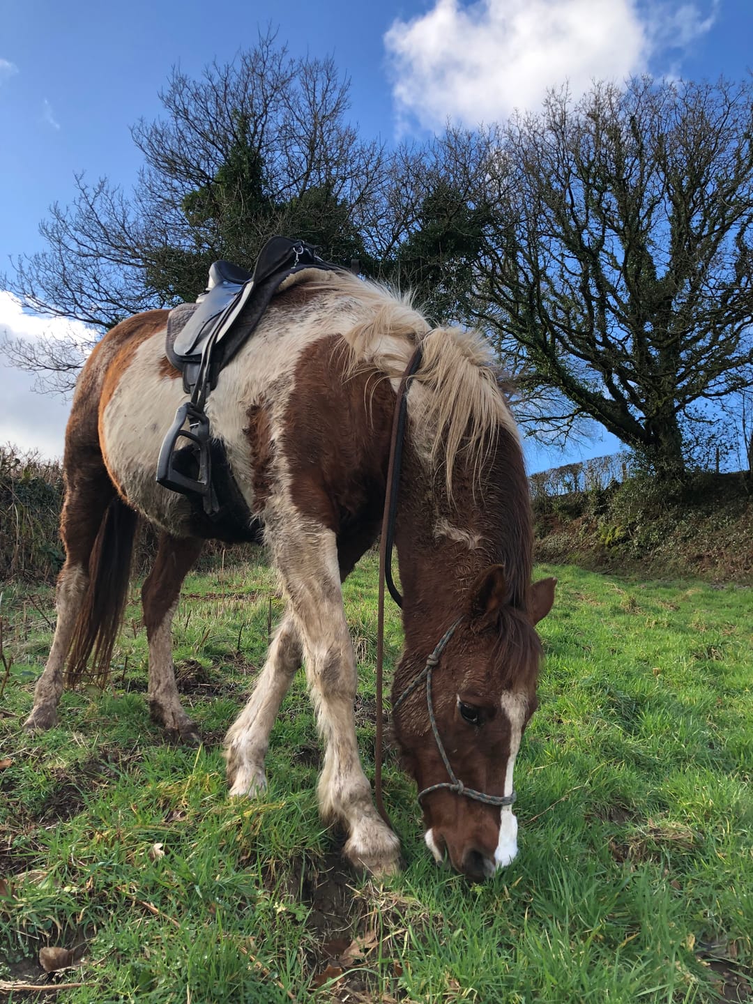 Customer photo review of Horse nutrition