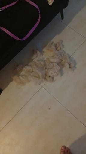 Customer photo review of 3-in-1 Pet Hair Removal Brush